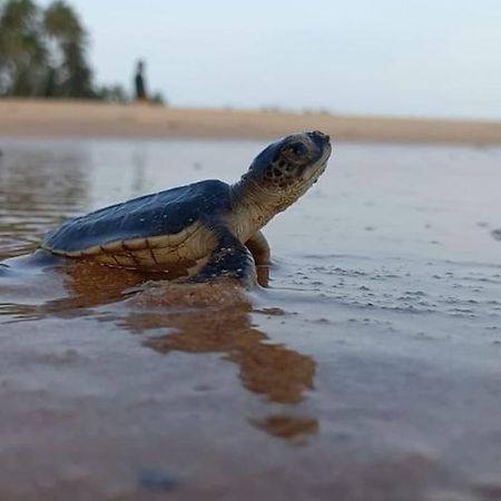 Turtle Watch Cabana Bed and Breakfast Tangalle Exterior foto