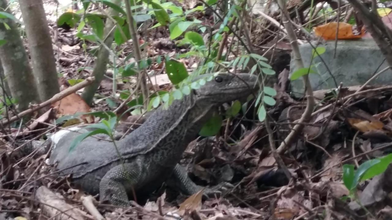 Turtle Watch Cabana Bed and Breakfast Tangalle Exterior foto